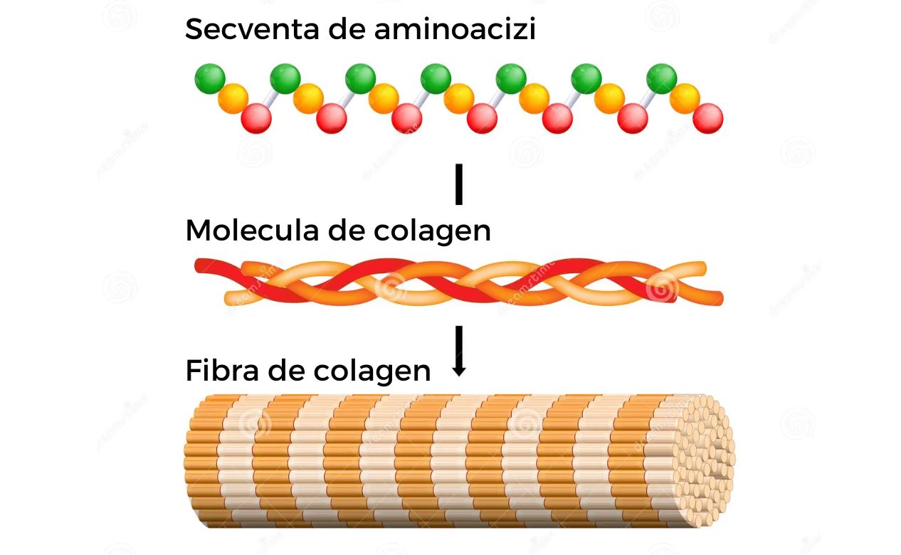 structura moleculara a colagenului